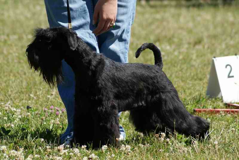Black miniature schnauzer  puppies - Kennel " Z SARDANU" - Slovakia    Sisi10
