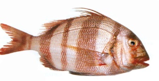 سمكة عروس البحر فريدن Pagre-10