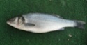 سمكة الكَرفوش أو القاروس البحري الأوربيِ  Dicent11