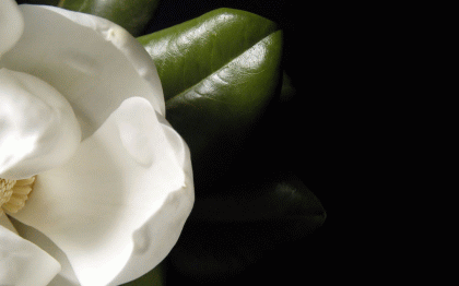 LA MAGNOLIA *** JOSE SANTOS CHOCANO Magnol10