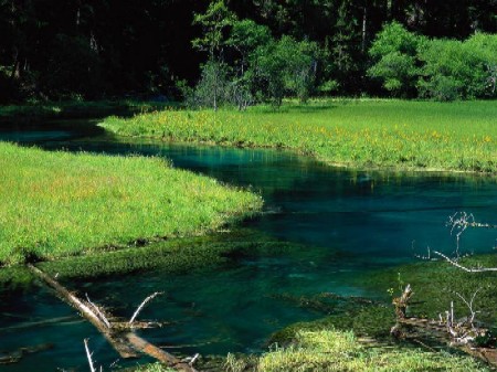 UN LUGAR EN EL BOSQUE Natura11