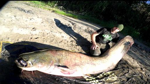 Gard : il pêche le plus gros silure du monde 2279e210