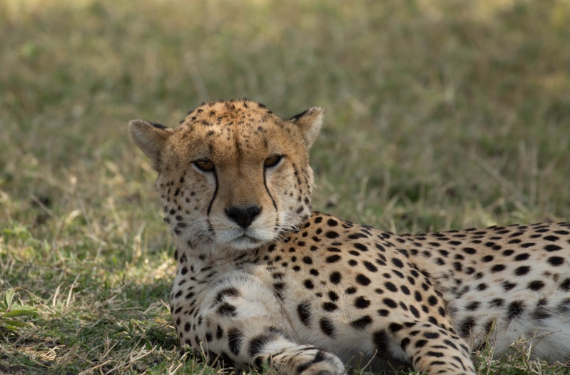 Mara North and Ol Pejeta - October 2015 Kt8h2013