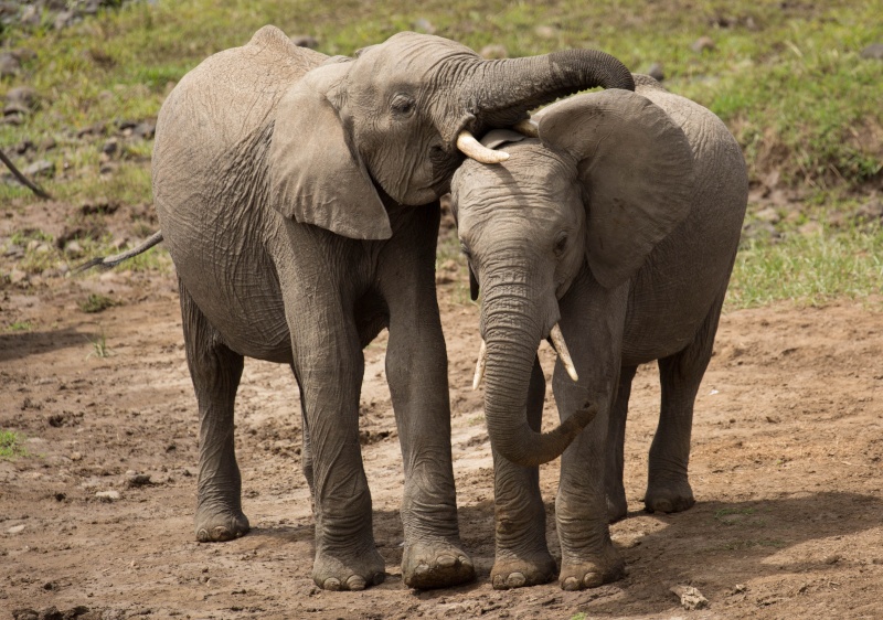 Mara North and Ol Pejeta - October 2015 Kt8h2311