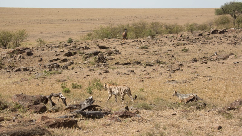 Mara North and Ol Pejeta - October 2015 Ou5a2416