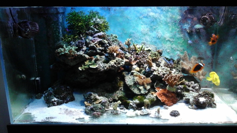 Lou aquario de pouing 14432011