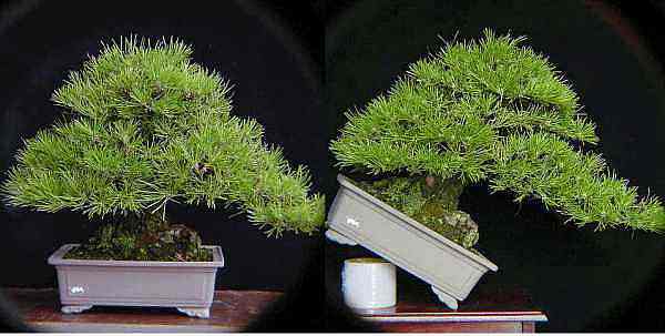 Japanese black pine - Page 2 Before10