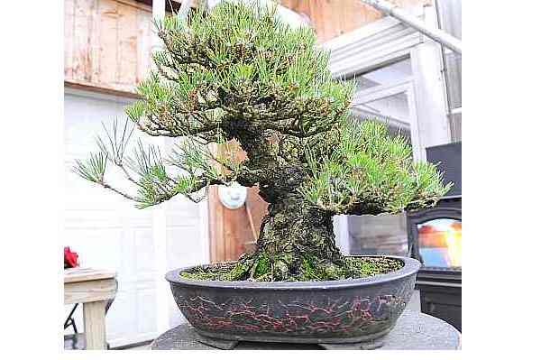 Japanese black pine Dsc_3310