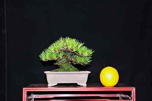 Japanese black pine - Page 2 Dsc_4410