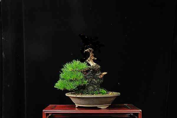 Japanese black pine - Page 3 Dsc_4415