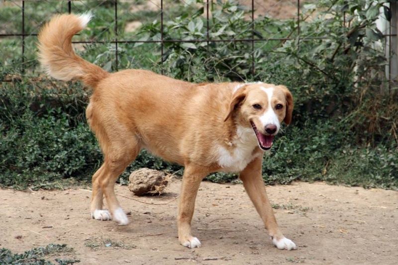 MIMI - Née 2011 - 12 kg - ex chienne errante aimerait trouver sa famille - (REAA) - Page 2 Mimi_210