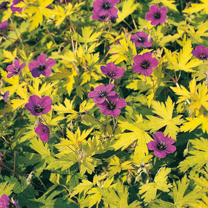 plantation Geraniums vivaces 22776110