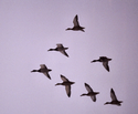 Freebirds - Portail Screen27