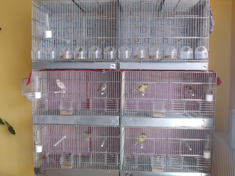 mes oiseaux 2011 - Photo et vidéo d'élevage des chardonnerets - Nimo