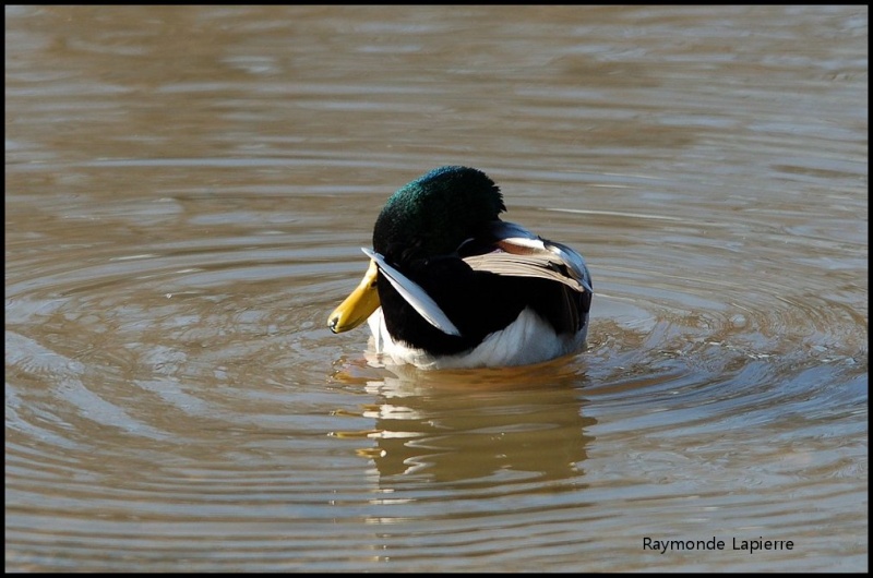 Canard colvert mâle Dsc_9218