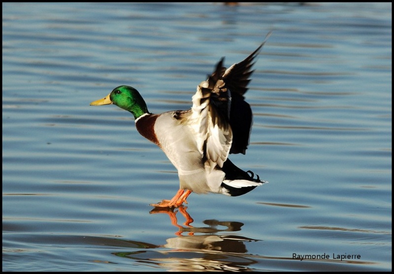 Canard colvert mâle Dsc_9316