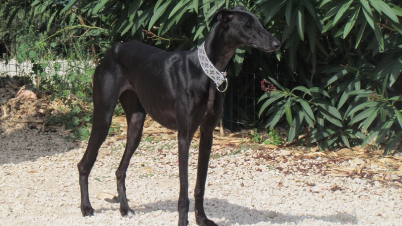 Cayetana, galga noire de petite taille, 18 mois scooby France Adoptée Arrivy29