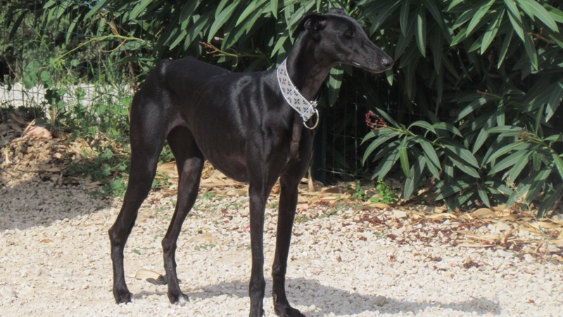 Cayetana, galga noire de petite taille, 18 mois scooby France Adoptée  Arrivy29