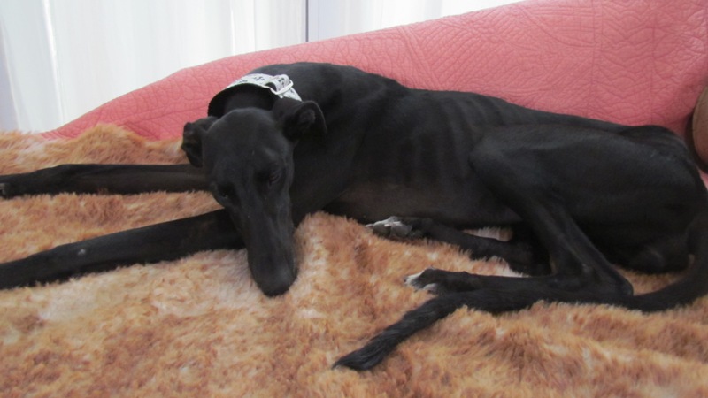 Cayetana, galga noire de petite taille, 18 mois scooby France Adoptée Perla_10