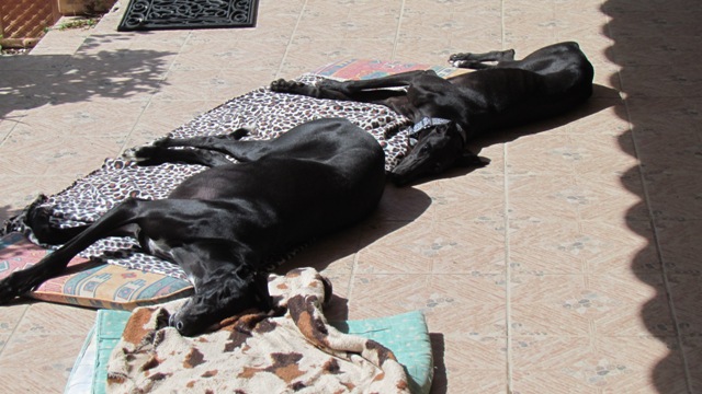 Cayetana, galga noire de petite taille, 18 mois scooby France Adoptée  Perla_11