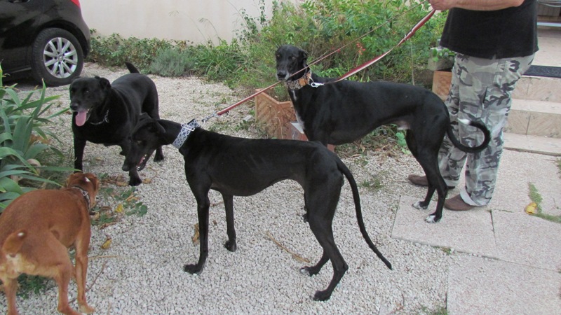 Cayetana, galga noire de petite taille, 18 mois scooby France Adoptée Perla_12