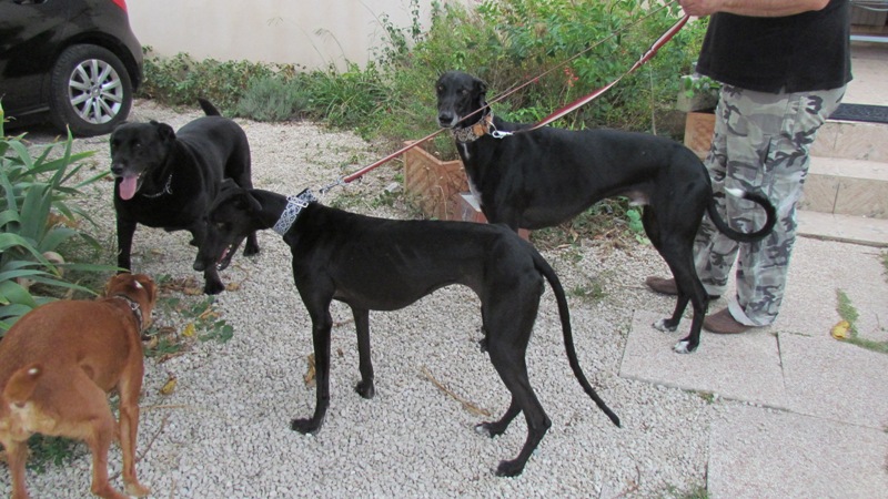 Cayetana, galga noire de petite taille, 18 mois scooby France Adoptée  Perla_12