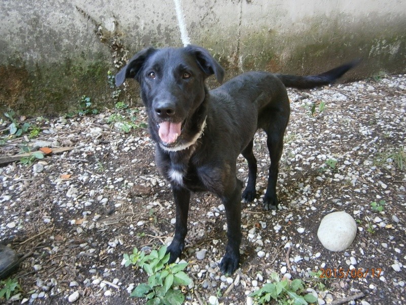 DOLLY - x labrador 1 an - Refuge des Berauds à Romans (26) Dolly10