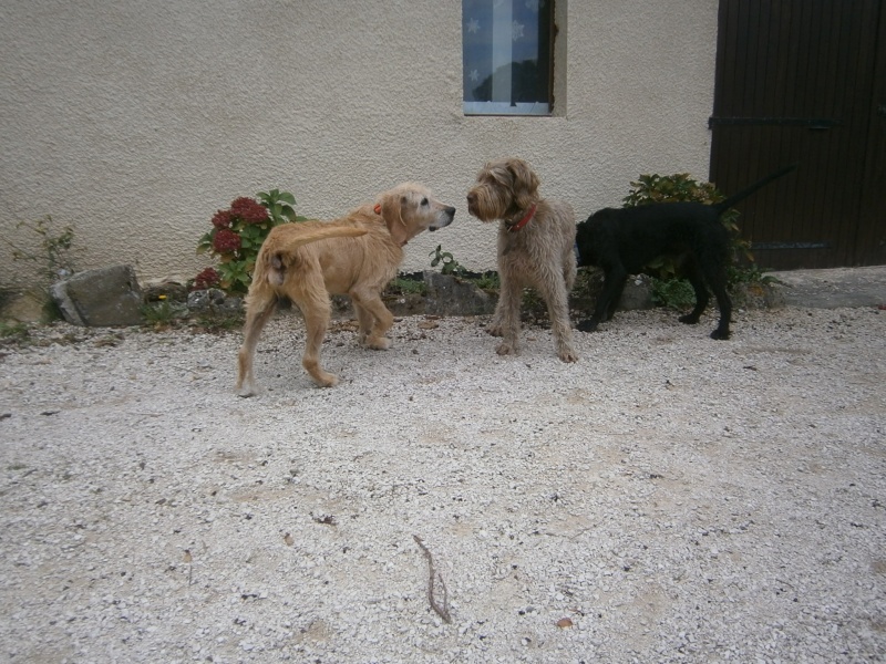 ARTHUR , gentil griffon de 12 ans , de retour au refuge après 2 ans d'adoption (26) Pa014510