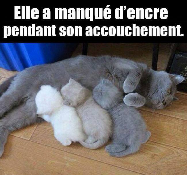 Humour hors categorie Chat_g10