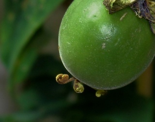 Passiflora 'Byron Beauty' - fruit [devinette] Dev10