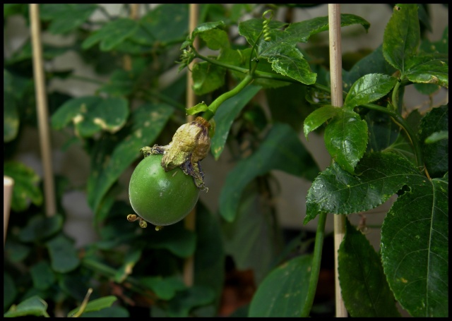 Passiflora 'Byron Beauty' - fruit [devinette] Img_0910