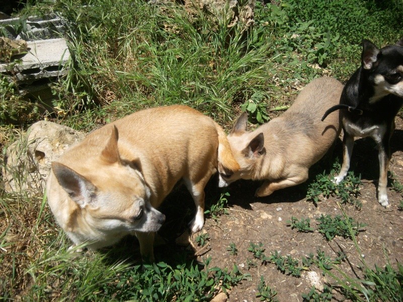 -RESERVES- Couple chihuahuas 5/ ans (06) Le_top10