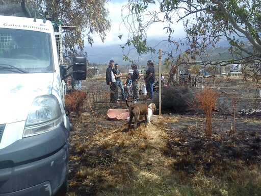 Un chenil dévasté par le feu (Calvi haute-Corse) 610