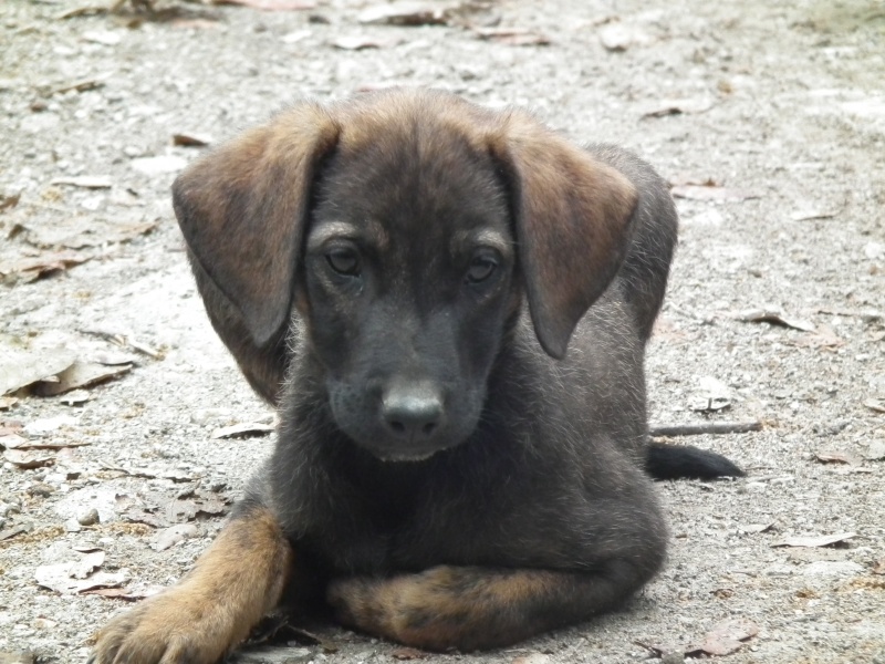 8 chiots SDF les news des sauvés Chiot_14