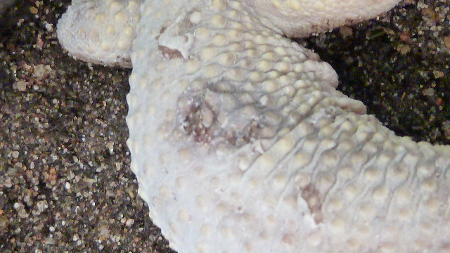 Gecko probleme de peau P1020016