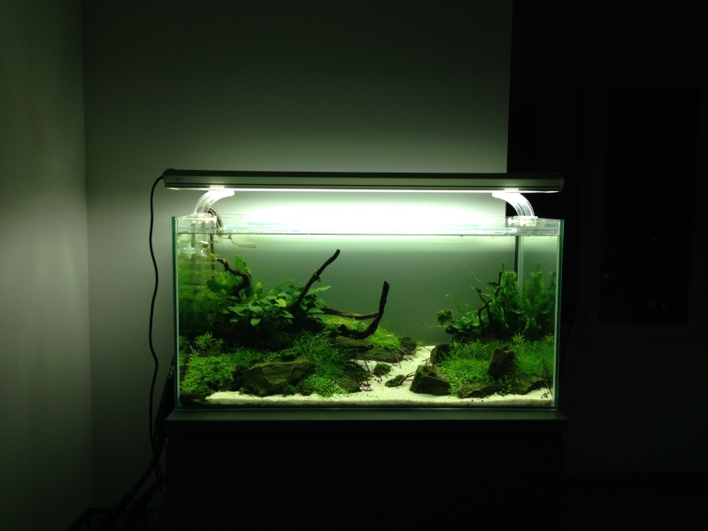 mes petits bacs/ Transformation aquascaping - Page 2 Img_3512