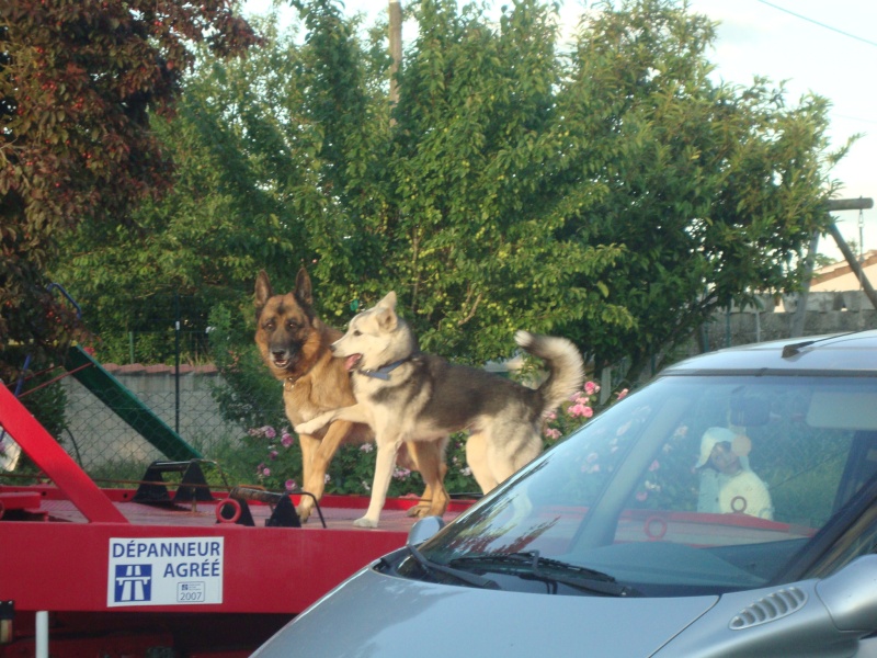  briska  FEMELLE - 8 mois - X husky/berger allemand - noir, blanc et crème  Dsc03211