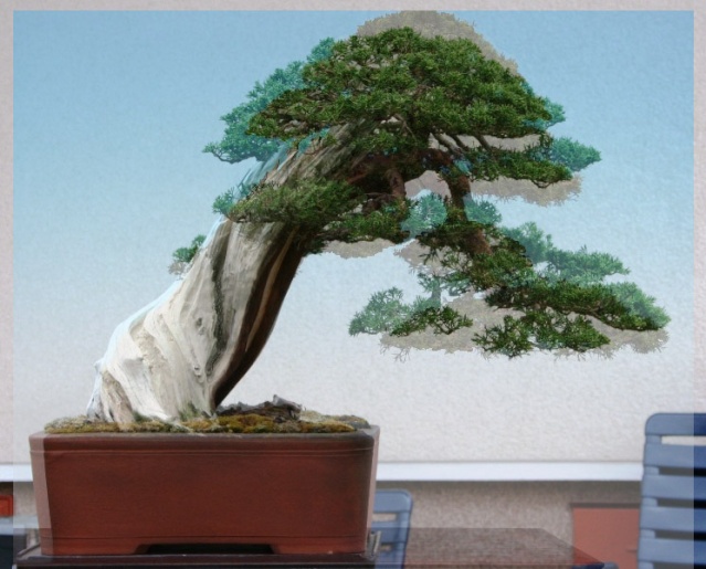 Juniperus itoigawa Shimpr10