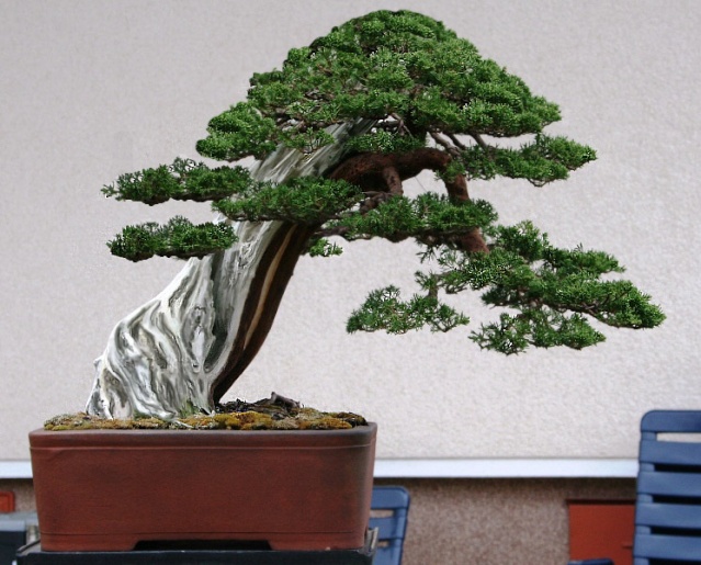 Juniperus itoigawa Shimpr11