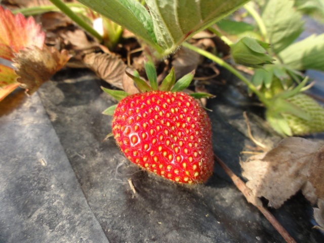 Premiéres  fraises  au  jardin. 1_ere_14