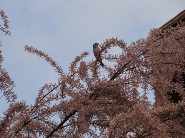 Zoé  et les  oiseaux  . Dsc03624