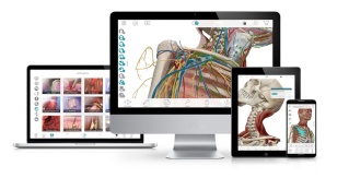 [Anatomie] :Anatomie 3D " le corp humain en 3D" - Page 14 Visibl10