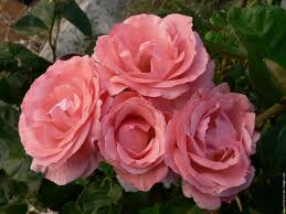Neuvaine à Sainte Rita du 14 au 22 mai Roses_14