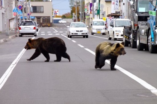 zoologie île de Hokkaido attaques d'ours plantigrade 21 octobre 2010 Japon protection des animaux mammifères Fukushima milieux urbains Shari