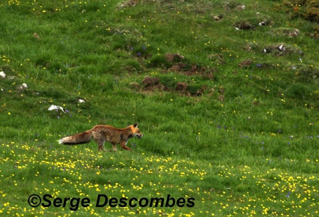 zoologie forum comportement animal massif de la Chartreuse renard roux vulpes vulpes mammifère peu craintif mai 2011 col de l'Alpe