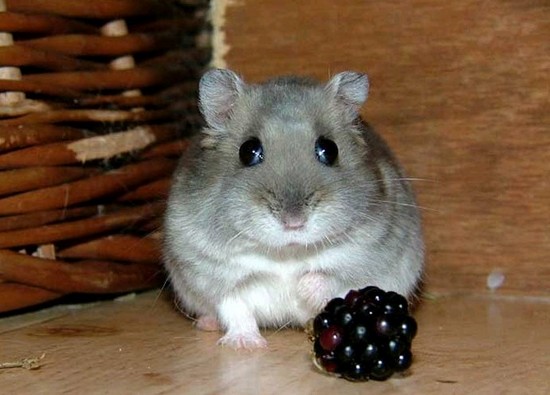 zoologie hamster russe micro-ondes condamné prison grande bretagne britannique prison fiancée Suzie