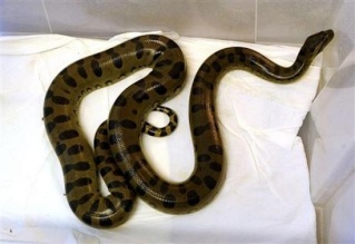 zoologie reptile anaconda Wroclaw Eunectes murinus toilette Wc serpent pologne forum septembre 2010