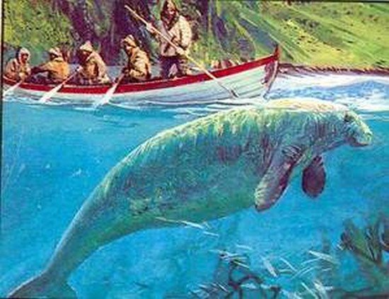 Cryptozoologie rhytine de Steller Béring mammifère zoologie extinction lamentin dugong