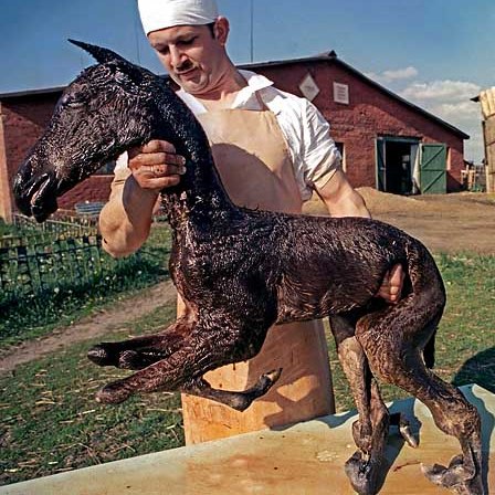 paléontologie malformation cheval à huit pattes poulain mal formé malformation Tchernobyl catastrophe nucléaire écologique 1986 forum reptile Igor Kostine photographie naissance de mutant Ukraine