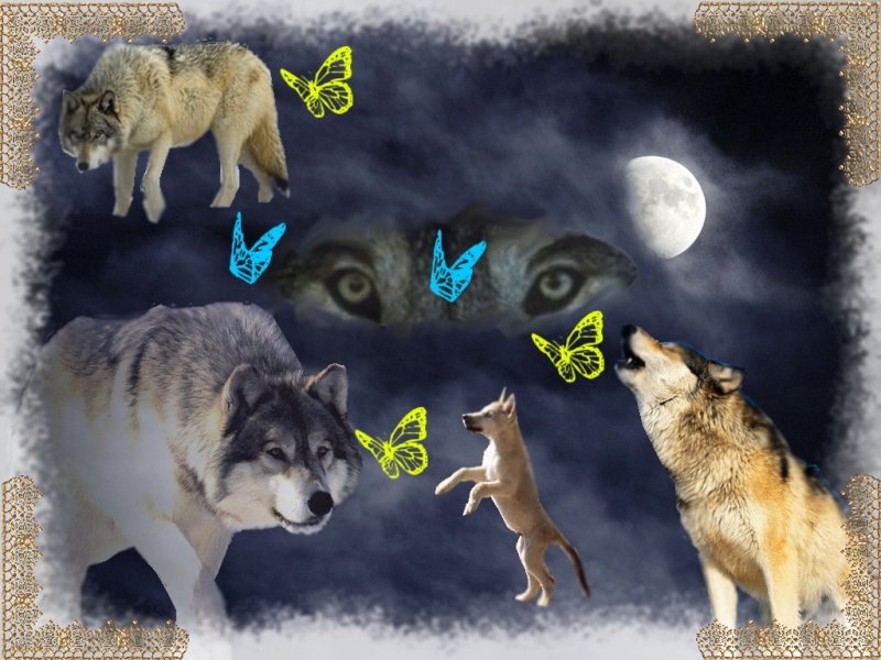 Gagnant concours MAI "Les loups" Jujuwa12